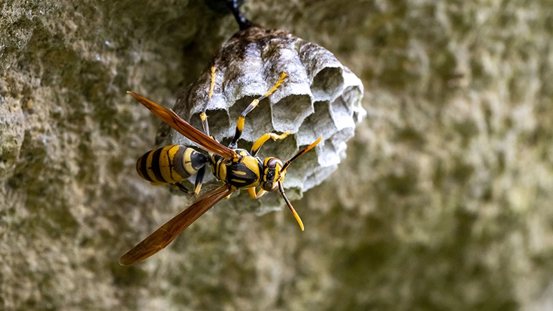 ハチの巣