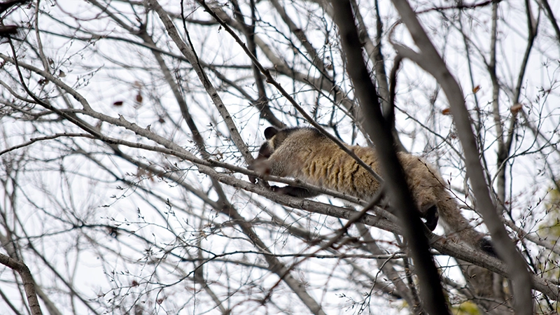 田舎のハクビシン