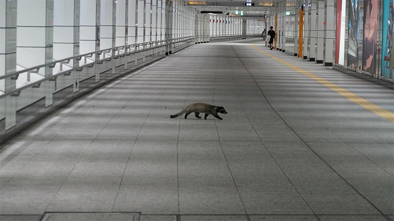 都会のハクビシン