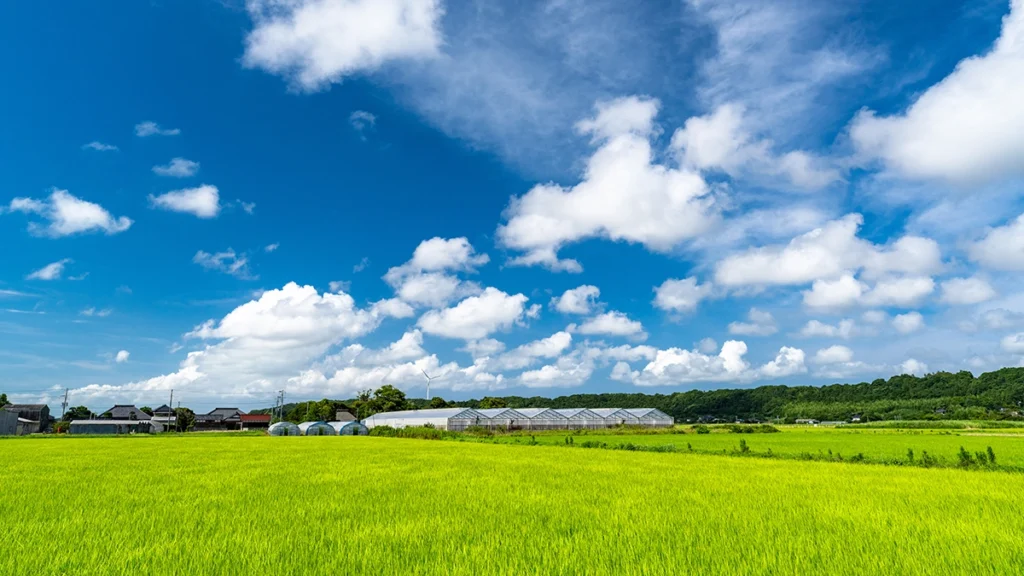 夏の田畑